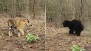 Angry Bear Chases Tiger in Tadoba Tiger Reserve, Maharashtra; Watch Unexpected Animal Attack Video 